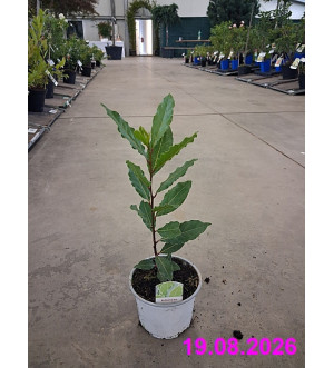 Koření Laurus nobilis P 12